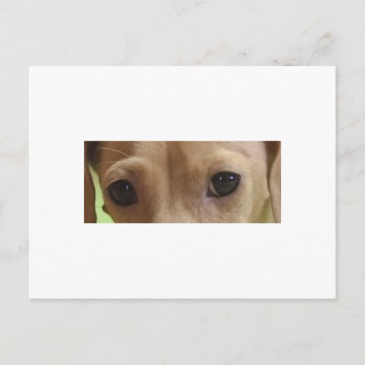 Carte Postale yeux de teckel crème (Devant)