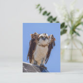 Carte Postale Yeux du Balbuzard (Debout devant)