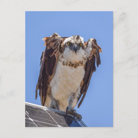 Carte Postale Yeux du Balbuzard (Devant)