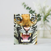 Carte Postale Yeux du tigre (Debout devant)