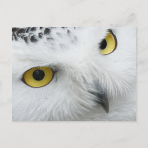Carte Postale Yeux jaunes de hibou