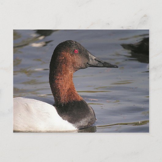 Carte Postale Yeux Rouge Lumineux Du Canard Canvasback (Devant)