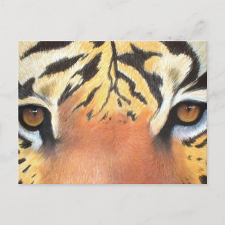 Carte Postale Yeux tigres