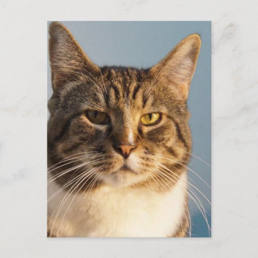 Carte Postale Yoda (Devant)