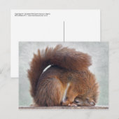 Carte postale Yoga Squirrel (Devant / Derrière)