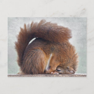 Carte postale Yoga Squirrel