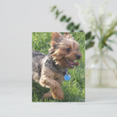 Carte postale York Terrier Dog (Debout devant)