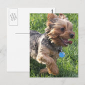 Carte postale York Terrier Dog (Devant / Derrière)