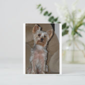 Carte Postale Yorkie (Debout devant)