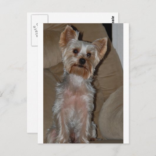 Carte Postale Yorkie (Devant / Derrière)
