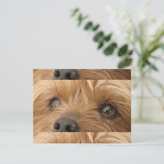 Carte Postale yorkie (Debout devant)