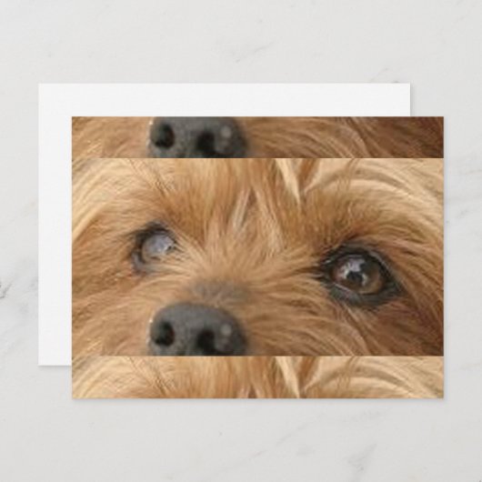 Carte Postale yorkie (Devant / Derrière)