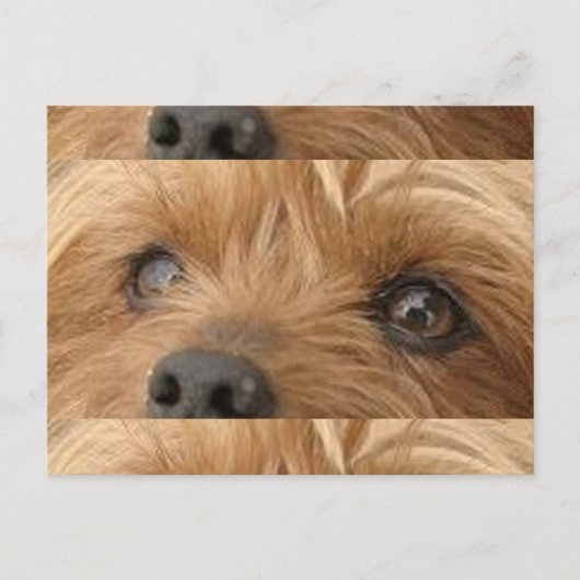 Carte Postale yorkie (Devant)