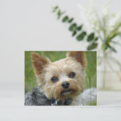 Carte Postale Yorkie (Debout devant)