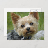 Carte Postale Yorkie (Devant / Derrière)