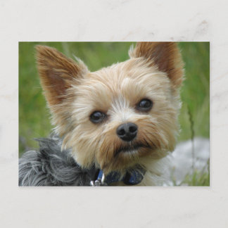 Carte Postale Yorkie