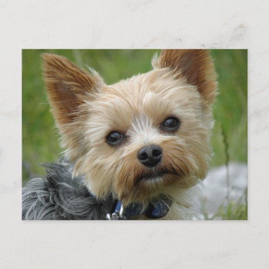 Carte Postale Yorkie (Devant)