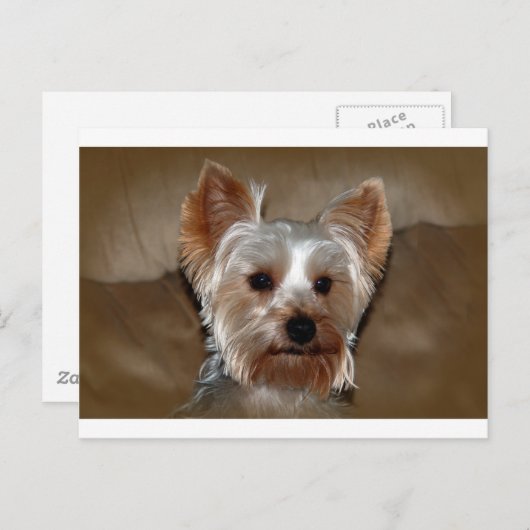 Carte Postale Yorkie (Devant / Derrière)