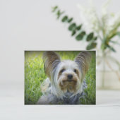 Carte Postale Yorkie (Debout devant)