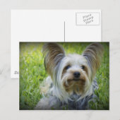 Carte Postale Yorkie (Devant / Derrière)
