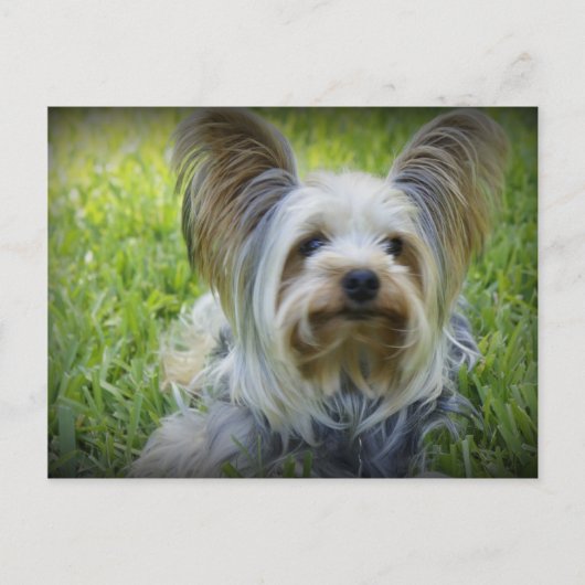 Carte Postale Yorkie (Devant)