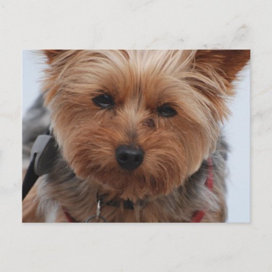 Carte postale Yorkie (Devant)