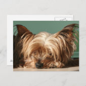 Carte postale Yorkie dormant (Devant / Derrière)