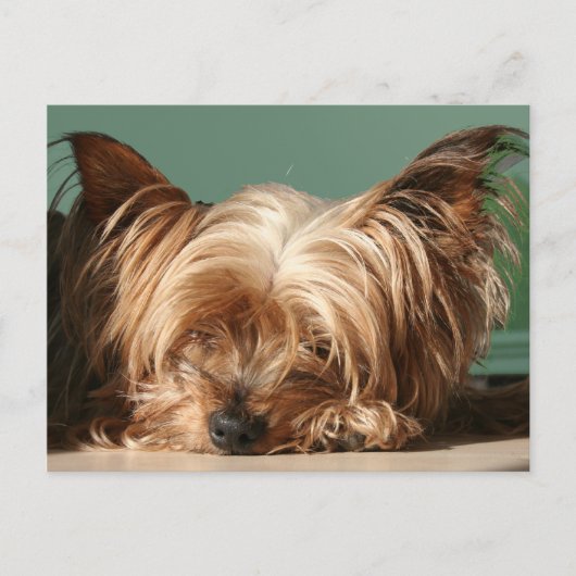 Carte postale Yorkie dormant (Devant)