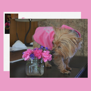 Carte Postale Yorkie Puppy Loty en rose