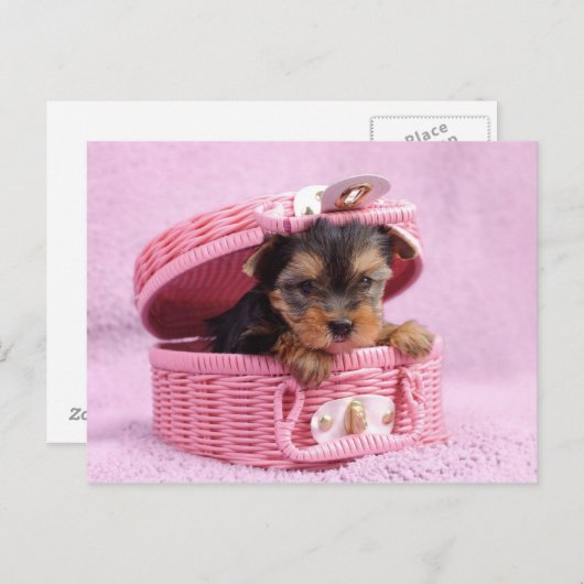 Carte Postale Yorkie rose (Devant / Derrière)