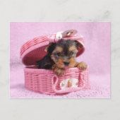 Carte Postale Yorkie rose (Devant)