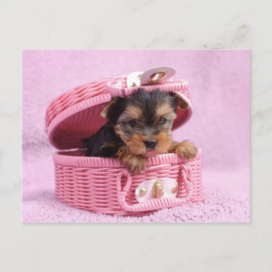 Carte Postale Yorkie rose (Devant)