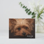 Carte Postale Yorkie Vous A Manqué (Debout devant)