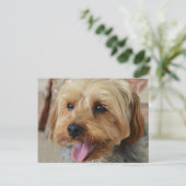 Carte Postale Yorkie Zac (Debout devant)