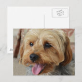 Carte Postale Yorkie Zac (Devant / Derrière)