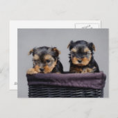 Carte Postale Yorkies (Devant / Derrière)