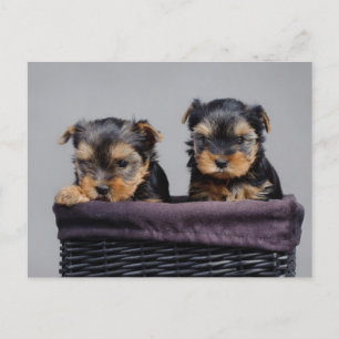Carte Postale Yorkies
