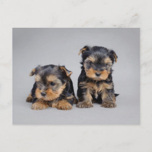Carte Postale Yorkies