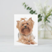 Carte Postale Yorkshire Terrier (Debout devant)