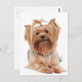 Carte Postale Yorkshire Terrier (Devant / Derrière)