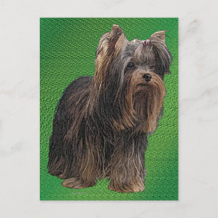 Carte Postale Yorkshire Terrier