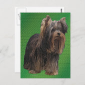 Carte Postale Yorkshire Terrier (Devant / Derrière)