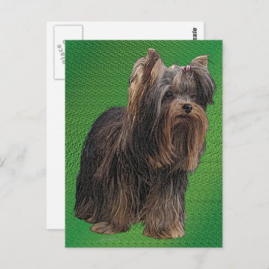 Carte Postale Yorkshire Terrier (Devant / Derrière)