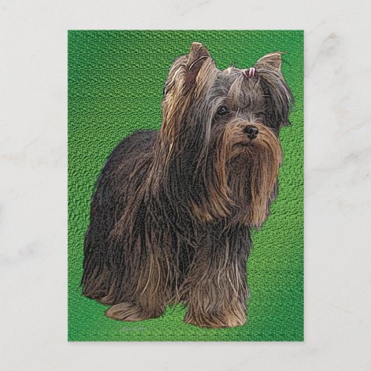 Carte Postale Yorkshire Terrier (Devant)