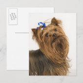 Carte Postale Yorkshire Terrier (Devant / Derrière)