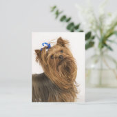 Carte Postale Yorkshire Terrier (Debout devant)