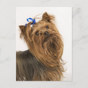 Carte Postale Yorkshire Terrier