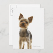 Carte Postale Yorkshire Terrier (Devant / Derrière)
