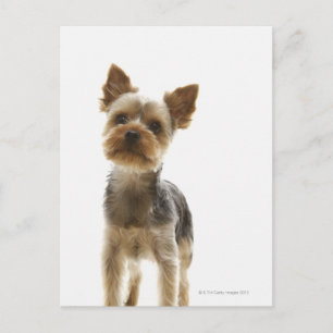 Carte Postale Yorkshire Terrier