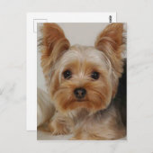Carte Postale Yorkshire Terrier (Devant / Derrière)
